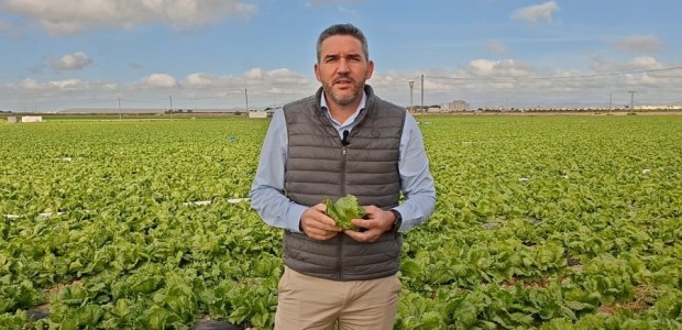 El PP presionará en las Cortes para que los agricultores puedan usar “temporalmente” el Movento para frenar la extendida plaga del pulgón